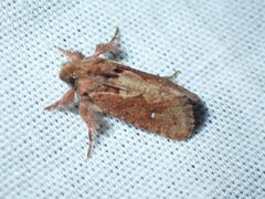 Acrolophus walsinghami