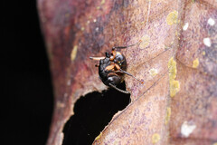 Polyrhachis maculata