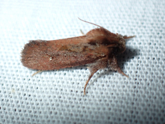 Acrolophus walsinghami