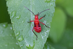 Dysdercus suturellus