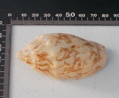 Cymbiola vespertilio