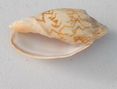 Cymbiola vespertilio