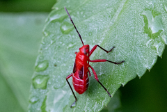 Dysdercus suturellus