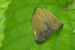 Ricania sublimata