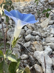 Ipomoea lindheimeri