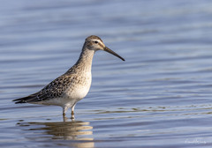 Calidris himantopus