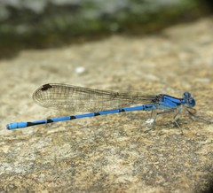 Argia lacrimans
