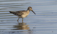 Calidris himantopus
