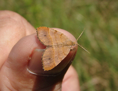 Mellilla xanthometata