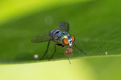 Condylostylus pruinosus