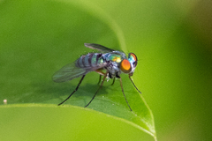 Condylostylus pruinosus