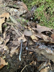 Entoloma pulchripes