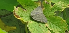Ricania sublimata