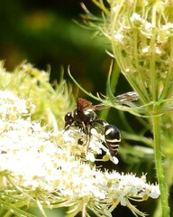 Eumenes crucifera