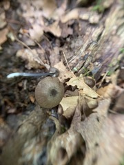 Entoloma pulchripes