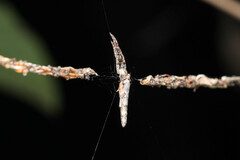 Cyclosa bacilliformis