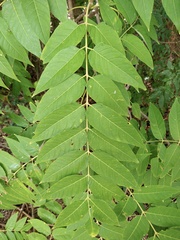 Ailanthus altissima