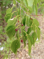 Celtis laevigata