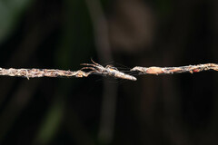 Cyclosa bacilliformis