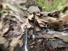 Entoloma pulchripes