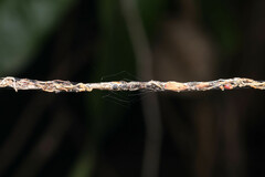 Cyclosa bacilliformis