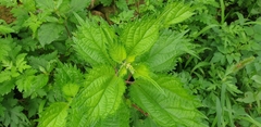 Urtica thunbergiana