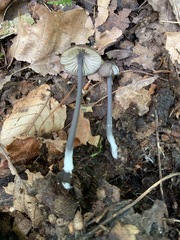 Entoloma pulchripes