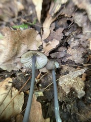 Entoloma pulchripes