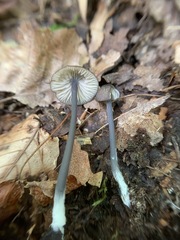 Entoloma pulchripes
