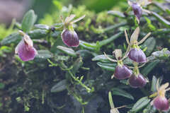 Epidendrum peperomia