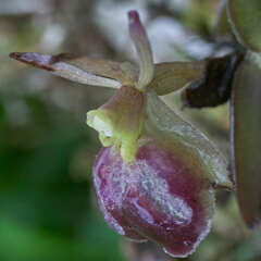 Epidendrum peperomia
