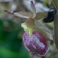 Epidendrum peperomia