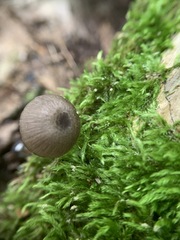 Entoloma pulchripes