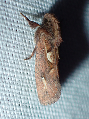 Acrolophus walsinghami