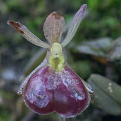 Epidendrum peperomia