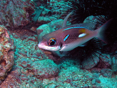 Scolopsis xenochrous