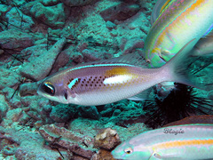 Scolopsis xenochrous