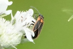 Ochrimnus lineoloides