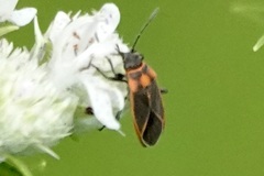 Ochrimnus lineoloides