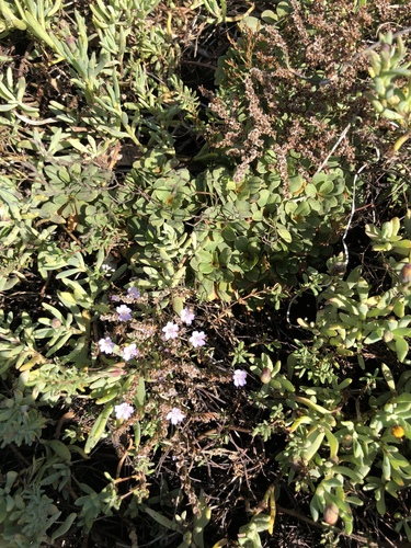 iNaturalist observation photo of European sea lavender
