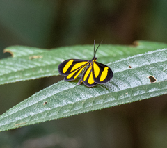 Cyllopoda claudicula