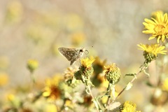 Hesperia assiniboia
