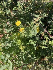 Dasiphora fruticosa