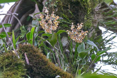 Epidendrum nicaraguense Scheeren ex Hágsater 3