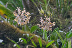 Epidendrum nicaraguense