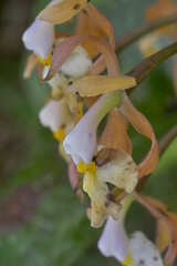 Epidendrum nicaraguense