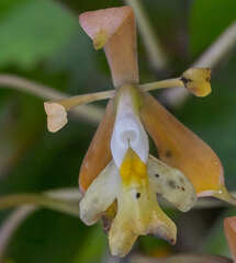 Epidendrum nicaraguense