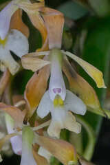Epidendrum nicaraguense