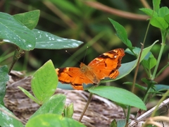 Hypanartia paullus
