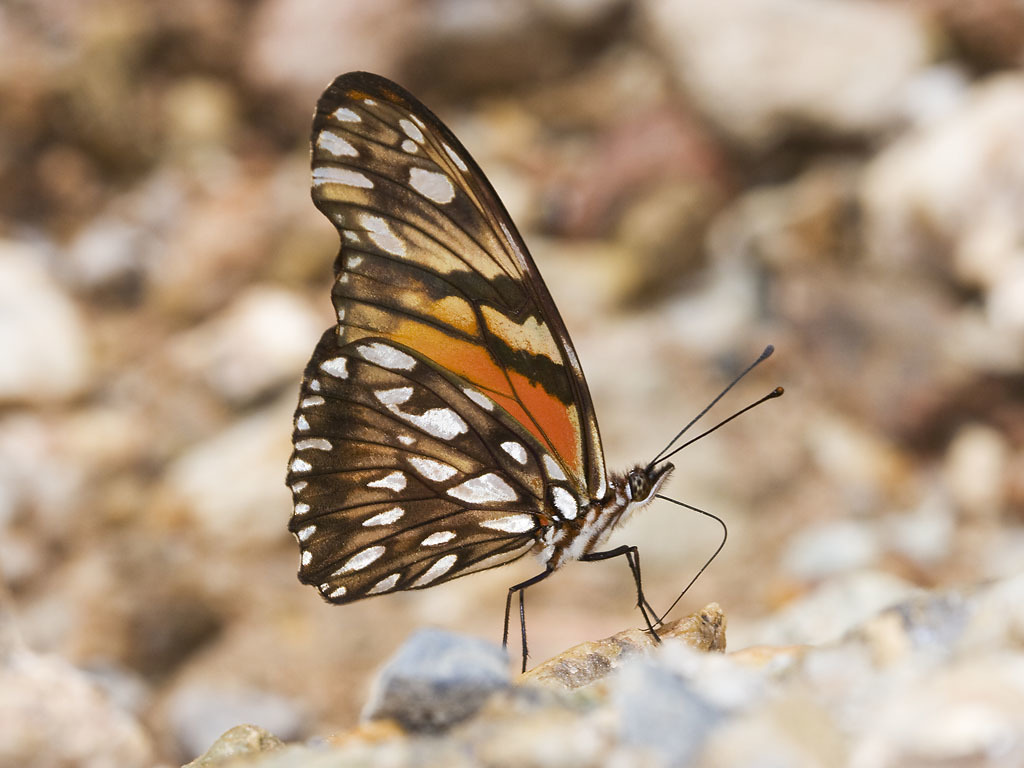 Pendientes alas verdaderas de Mariposa Dione Juno – COLORETAS